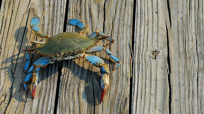 TikTokers Ini Mencoba Kepiting Mentah Khas Korea Selatan, Penonton Sukses Dibikin Ngiler