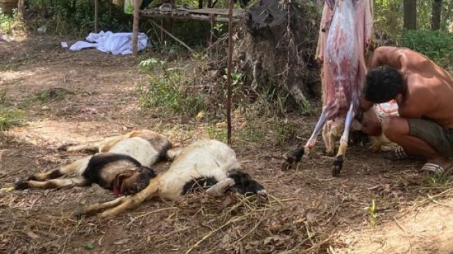 Pemko Batam Pastikan Ratusan Kambing yang Mati Asal Lampung Bukan karena PMK: Lelah di Perjalanan