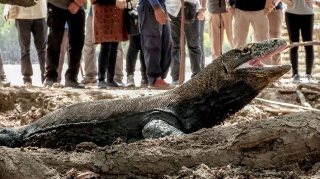 Tak Perlu Bayar Rp3,75 Juta, Begini Cara Lihat Komodo Dengan Tarif Terjangkau