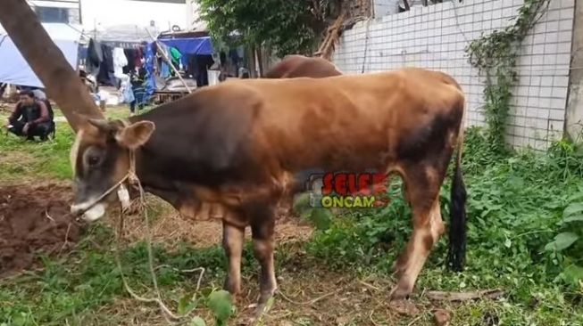 Sapi yang dibeli Fuji dan Thariq Halilintar. [YouTube Seleb OnCam News]