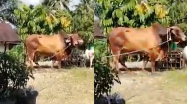 Viral Penampakan Sapi Raksasa, Badannya Bikin Panitia Qurban Ketar-ketir