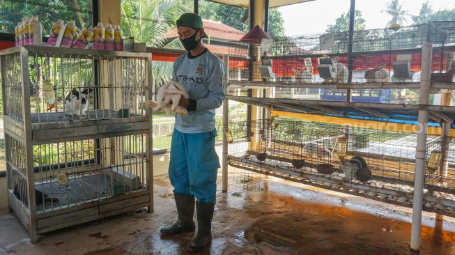 Petugas merawat kelinci di Taman Kelinci Bambu Apus, Jakarta Timur, Rabu (6/7/2022). [Suara.com/Alfian Winanto]