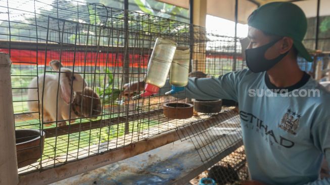 Petugas memberi makan kelinci di Taman Kelinci Bambu Apus, Jakarta Timur, Rabu (6/7/2022). [Suara.com/Alfian Winanto]