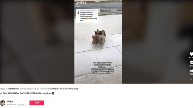 Induk kucing ini minta anaknya diobatin, bikin mewek warganet. [TikTok]