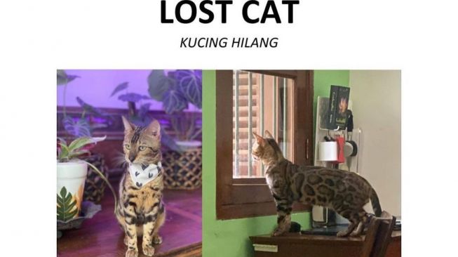 kucing peliharaan Anjasmara hilang (Instagram/@anjasmara)