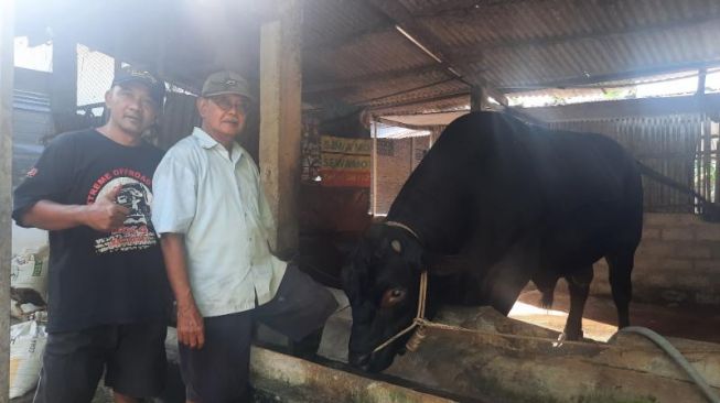 Pak Mulkijo (baju berkerah) bersama putra pertamanya dan sapi jenis Brangus yang dibeli Presiden Jokowi. [Wahyu Turi Krisanti]
