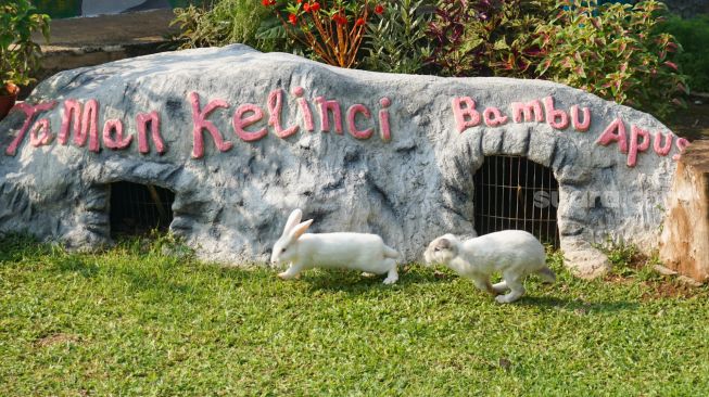 Para kelinci bermain di lapangan di Taman Kelinci Bambu Apus, Jakarta Timur, Rabu (6/7/2022). [Suara.com/Alfian Winanto]