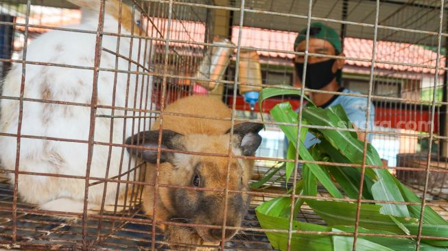 Petugas memberi makan kelinci di Taman Kelinci Bambu Apus, Jakarta Timur, Rabu (6/7/2022). [Suara.com/Alfian Winanto]