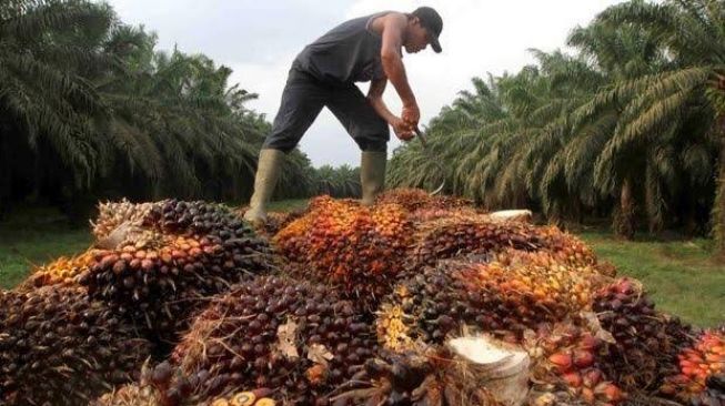 Anak Petani Sawit Terancam Putus Sekolah, Gubernur Riau Surati Presiden