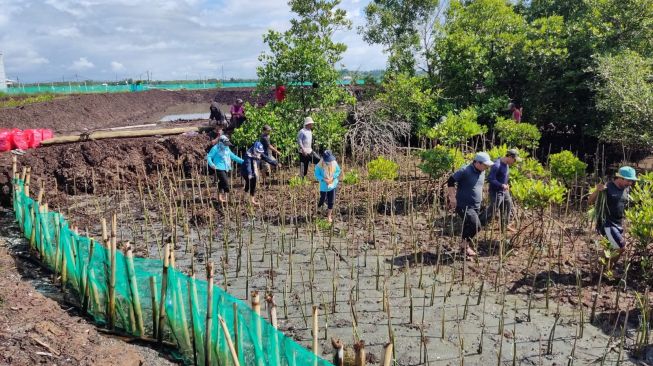 Rawat Ekosistem Lingkungan Laut, DKP Sulsel Tanam 38 Ribu Batang Mangrove 