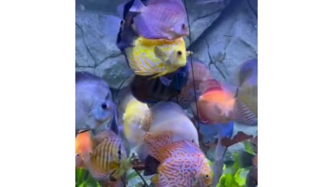 Kesal Suami Utamakan Ikan Hias, Istri Lakukan Ini, Harganya Bikin Melongo
