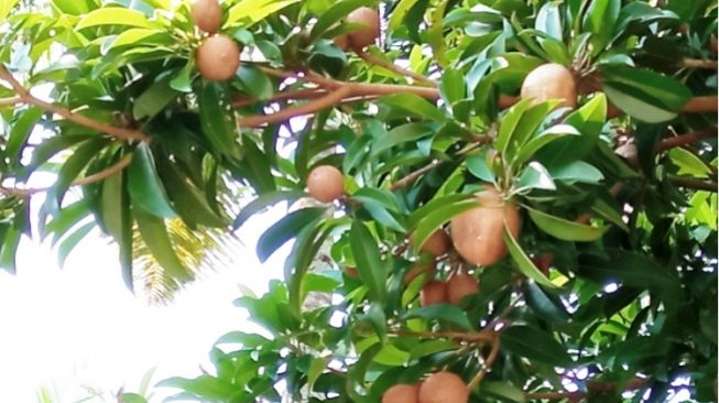 Cara Memanen Buah Sawo dan Manfaatnya untuk Kesehatan