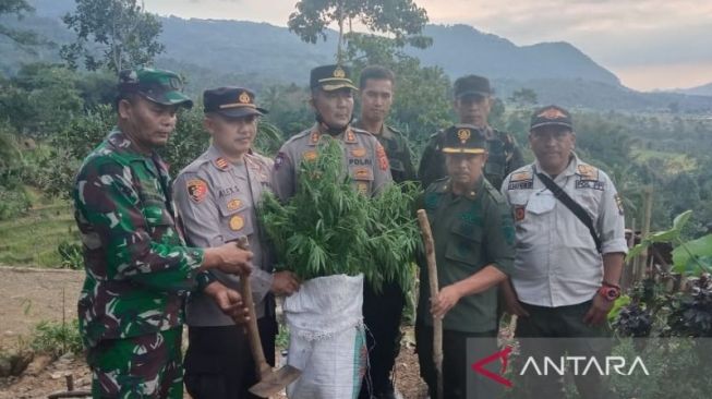 Masih Ada, Ladang Ganja Baru Kembali Ditemukan di Gunung Karuhun