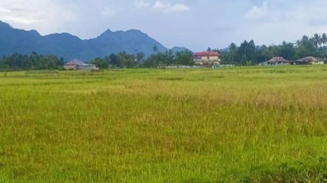 Irigasi Tingkatkan Produktivitas, Pertanian Jadi Tumpuan Ketahanan Pangan