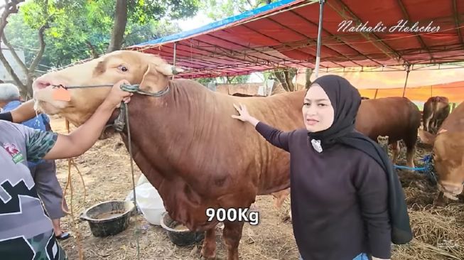 Keren! Pertama Kali Lakukan Kurban, Nathalie Holscher Beli Sapi Seberat 900 Kg