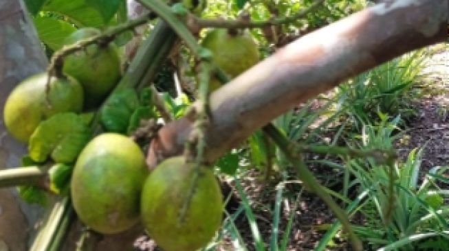 Sudah Tahu Belum, Ini 4 Manfaat Buah Matoa untuk Kesehatan