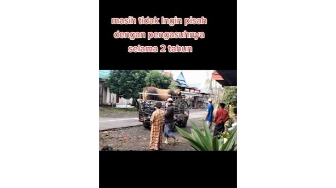 Sapi Ini Lompat dari Mobil Boks Gegara Tak Ingin Pisah dengan Pengasuhnya