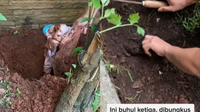 Heboh Wanita Temukan Banyak Buhul Santet Ditanam di Halaman Rumah, Publik Merinding