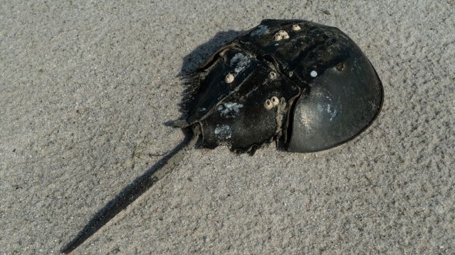 Seekor kepiting tapal kuda terlihat di pantai di Cagar Alam Ekologi dan Peternakan James di Ocean View, Delaware, Amerika Serikat, Kamis (16/6/2022). [Bastien INSAURRALDE / AFP]