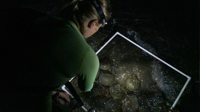 Peneliti melakukan survei pemijahan kepiting tapal kuda di pantai di Area Konservasi Ted Harvey di Dover, Delaware, Amerika Serikat, Jumat (17/6/2022). [Bastien INSAURRALDE / AFP]