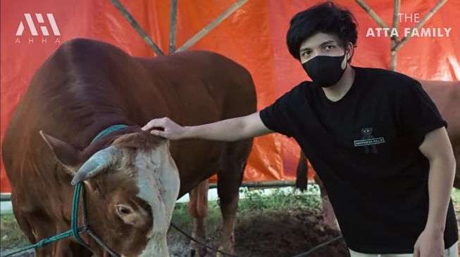 sapi baru Atta Halilintar (YouTube/AH)