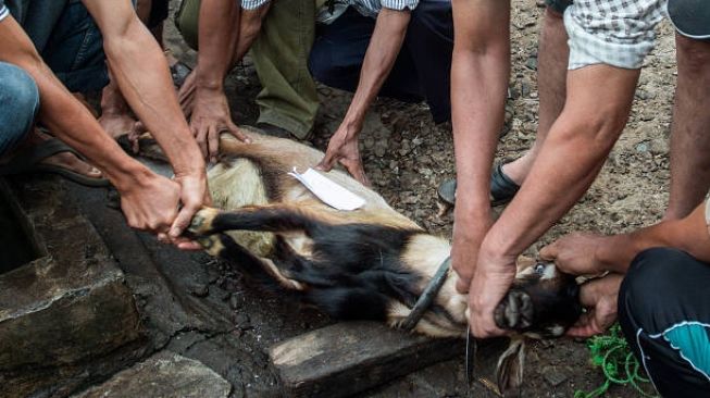 Catat! Ini Deretan Daging Hasil Sembelihan Hewan Kurban yang Haram Dimakan