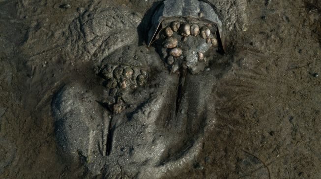 Seekor kepiting tapal kuda terlihat di pantai di Cagar Alam Ekologi dan Peternakan James di Ocean View, Delaware, Amerika Serikat, Kamis (16/6/2022). [Bastien INSAURRALDE / AFP]