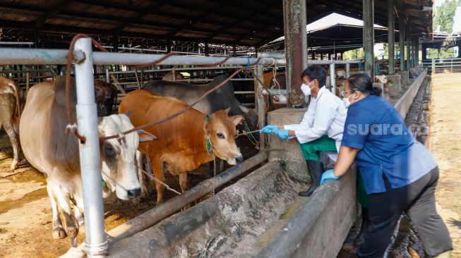 Petugas memeriksa kesehatan hewan kurban di Rumah Pemotongan Hewan (RPH) Perumda Dharma Jaya, Cakung, Jakarta Timur, Jumat (8/7/2022). [Suara.com/Alfian Winanto]