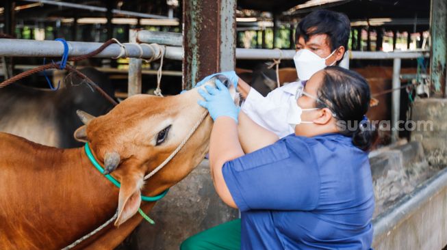 Petugas memeriksa kesehatan hewan kurban di Rumah Pemotongan Hewan (RPH) Perumda Dharma Jaya, Cakung, Jakarta Timur, Jumat (8/7/2022). [Suara.com/Alfian Winanto]