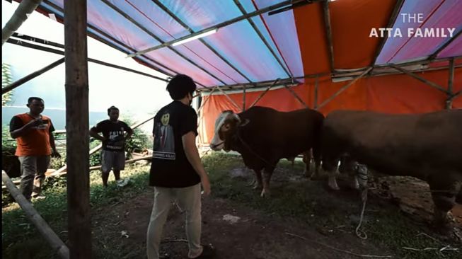 sapi baru Atta Halilintar (YouTube/AH)