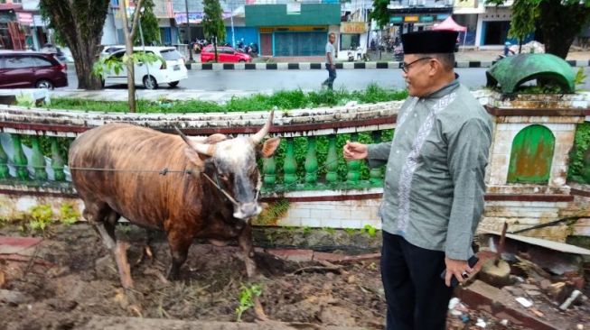 Presiden Jokowi Sumbang Sapi Kurban untuk Papua Barat, Bobotnya Capai 1,40 Ton