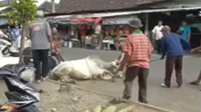 Sapi kurban mengamuk ditangkap warga. [Instagram]