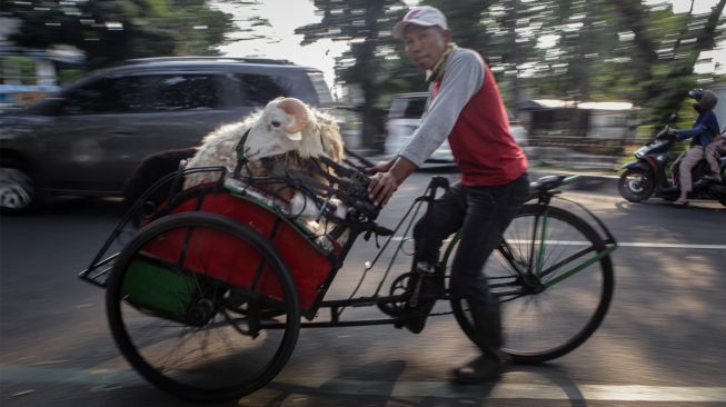 Penyedia jasa ojek kambing membawa kambing kurban menggunakan becak di Sukasari, Kota Tangerang, Banten, Sabtu (9/7/2022). [ANTARA FOTO/Fauzan/aww]