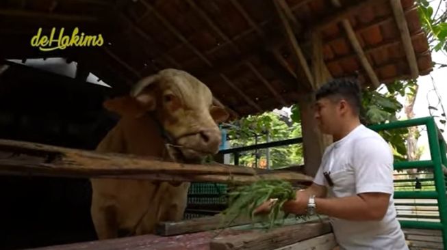 Momen Irfan Hakim Kurban Sapi Terbesar di Indonesia (YouTube/deHakims)