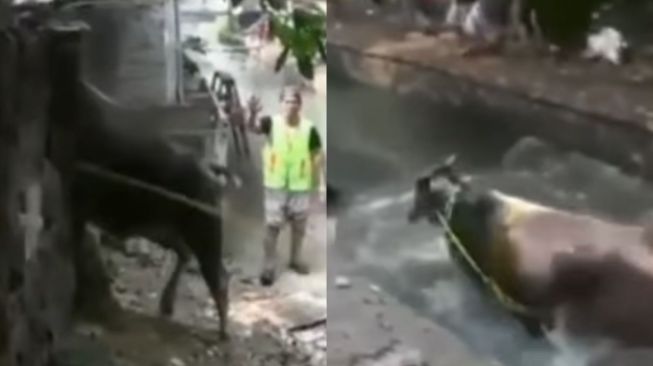 Viral Momen Sapi Kurban Mengamuk, Warga Sampai Terseruduk dan Luka-Luka