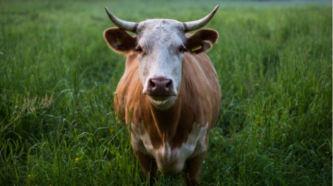 Duh! Sejumlah Hewan Ternak di Jateng Terserang LSD, Ganjar: Isolasi dan Penanganan Secepatnya