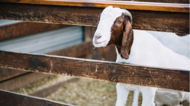 Hukum Kurban Kambing untuk Satu Keluarga saat Idul Adha, Apa Boleh?