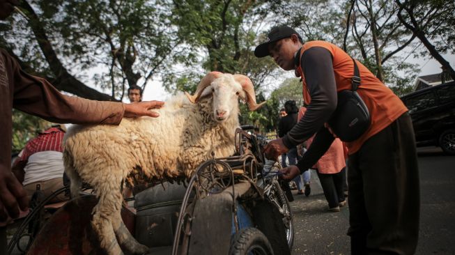 Penyedia jasa ojek kambing membawa kambing kurban menggunakan becak di Sukasari, Kota Tangerang, Banten, Sabtu (9/7/2022). [ANTARA FOTO/Fauzan/aww]