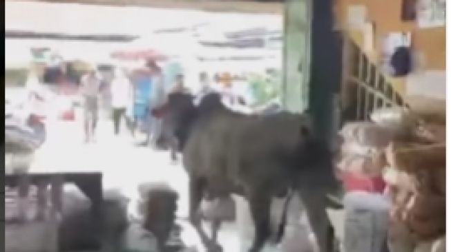 sapi masuk pasar Argosari Wonosari. [Foto diambil dari beritainaja / Instagram]