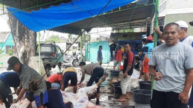 FOTO: Penyembelihan Hewan Kurban di Kabupaten Bantul, Tak Ada yang Terindikasi PMK