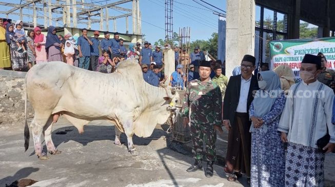 Presiden Jokowi Sumbang Sapi Kurban di Kabupaten Tegal, Beratnya Hampir Satu Ton