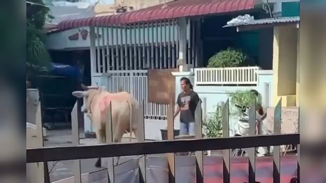 Viral Video Sapi di Medan Lepas Bikin Panik Warga