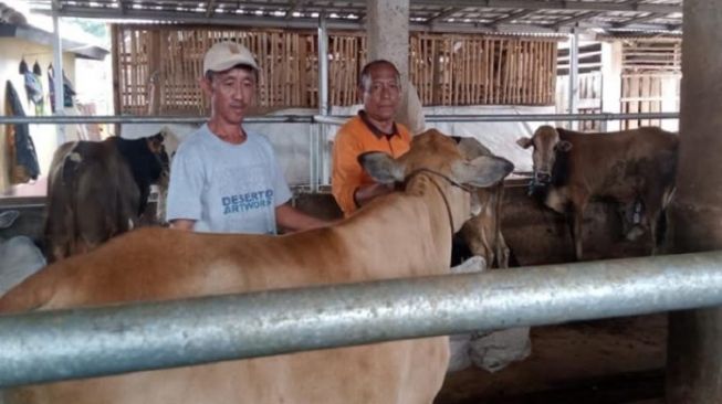 Nabung Uang Receh selama 10 Bulan, Petugas Keamanan dan Kebersihan Pasar Induk Cianjur bisa Kurban 4 Ekor Sapi