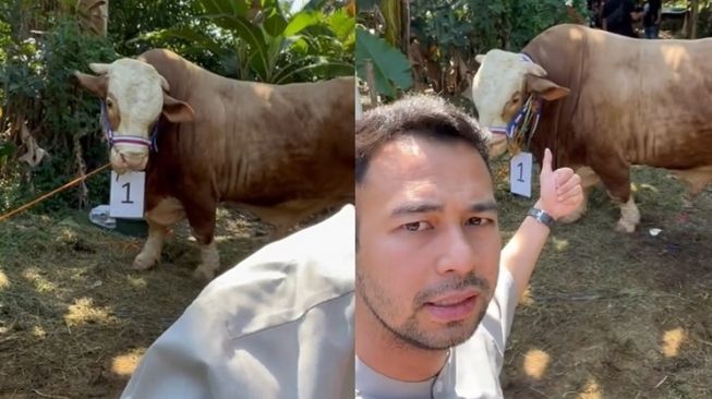 Potret Sapi Kurban Raffi Ahmad Seberat 1,3 Ton (Instagram/@raffinagita1717)