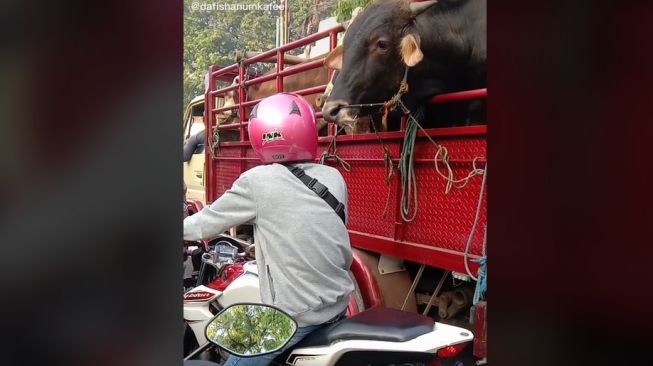 Bukan Wanita, Pria Penunggang Yamaha V-Ixion Digodain Sapi: Helm Nyaris Kena Jilat