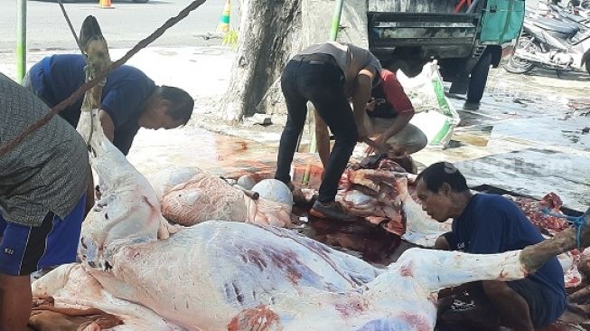 Ratusan Hewan Kurban di Bantul Terkena Cacing Hati