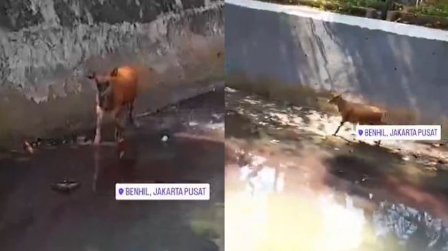 Hendak Jadi Hewan Kurban, Sapi Ini Malah Kabur ke Sungai