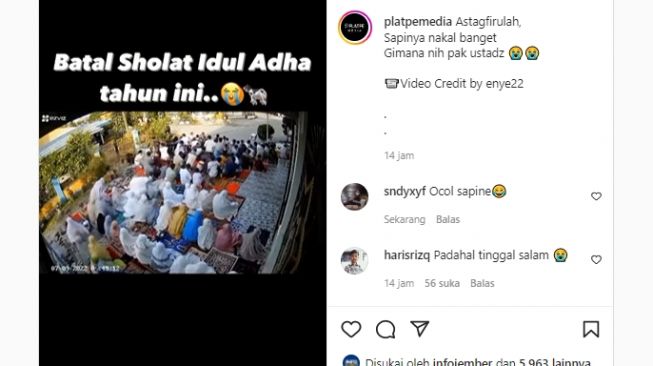 Viral Seekor Sapi Kurban Lepas dan Bubarkan Jamaah Sholat Idul Adha