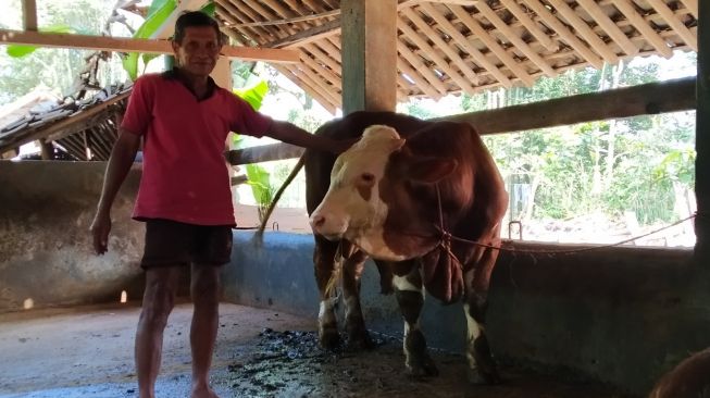 Pandi Daryatmo menunjukkan dua ekor sapi miliknya di Kalurahan Wukirsari, Kapanewon Cangkringan, Kabupaten Sleman, Senin (11/7/2022). (Kontributor Suarajogja.id/Uli Febriarni) 