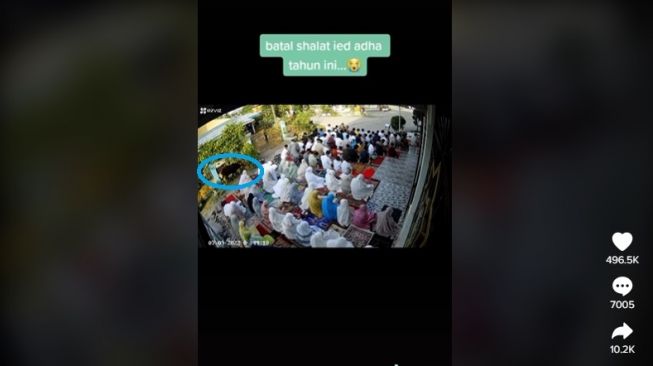 Hewan kurban kabur, bubarkan jamaah salat Idul Adha. [TikTok]